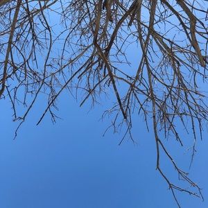 Meet your Posher, Albert